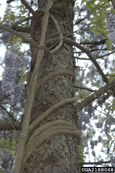 blue wisteria chinese tree 5 BLUE CHINESE WISTERIA Sinensis Ornamental Vine Climber Blue Violet Purple  Flower Seeds