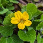 Green Gold groundcover