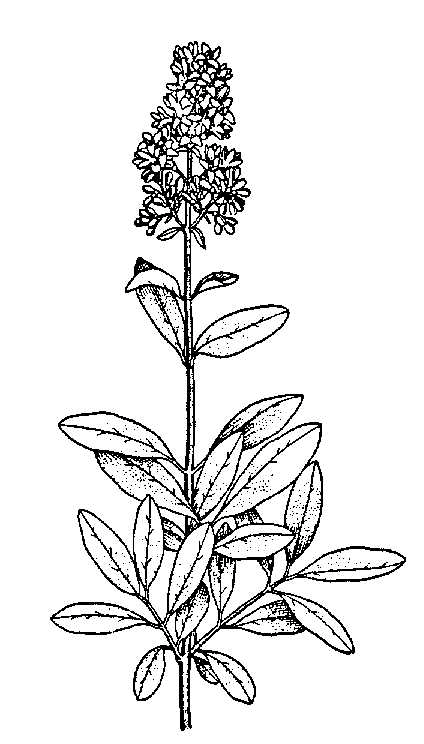 Botanical illustration of a Chinese privet branch with opposite leaves and a terminal cluster of flowers